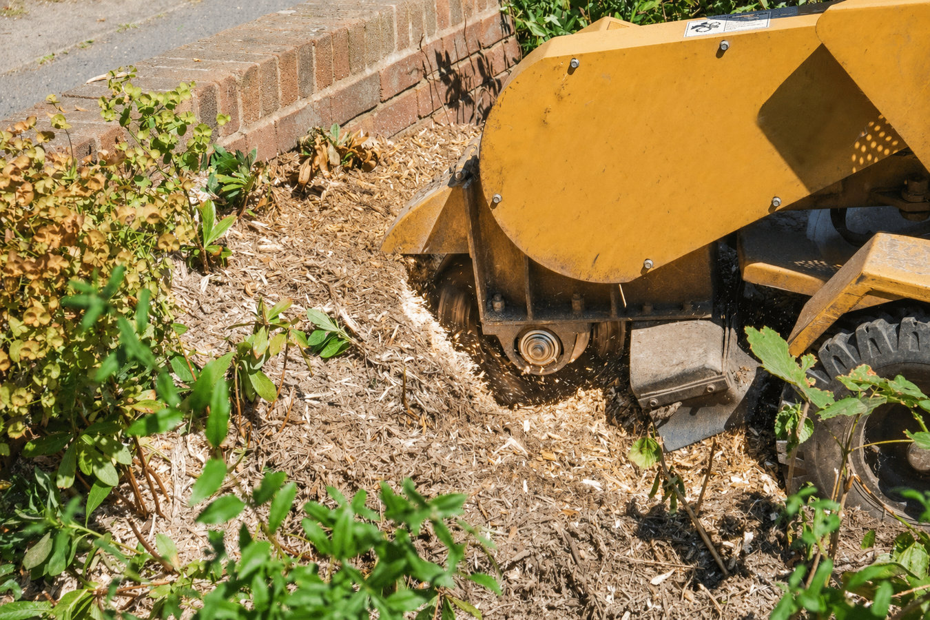 Tree Service services in San Bruno, CA