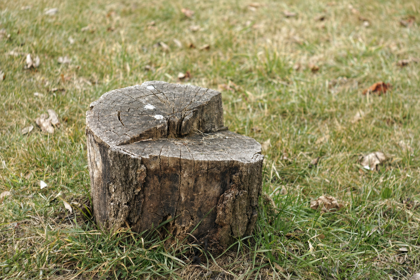 Stump removal in Pacifica, CA