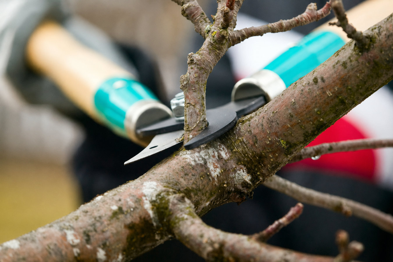Tree Service services in Brisbane
