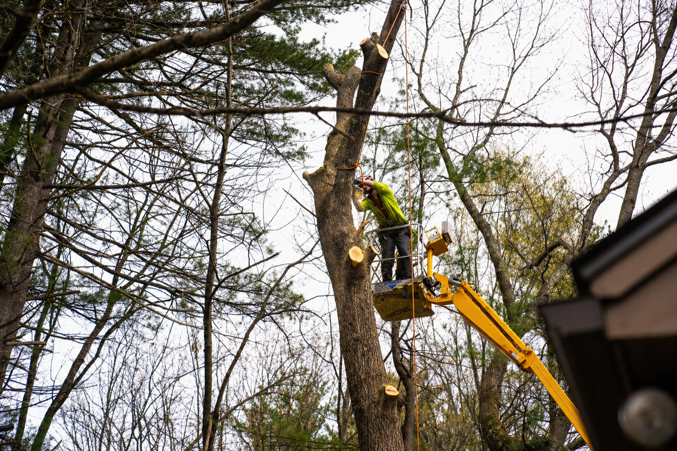 Tree Service services in Pacifica, CA