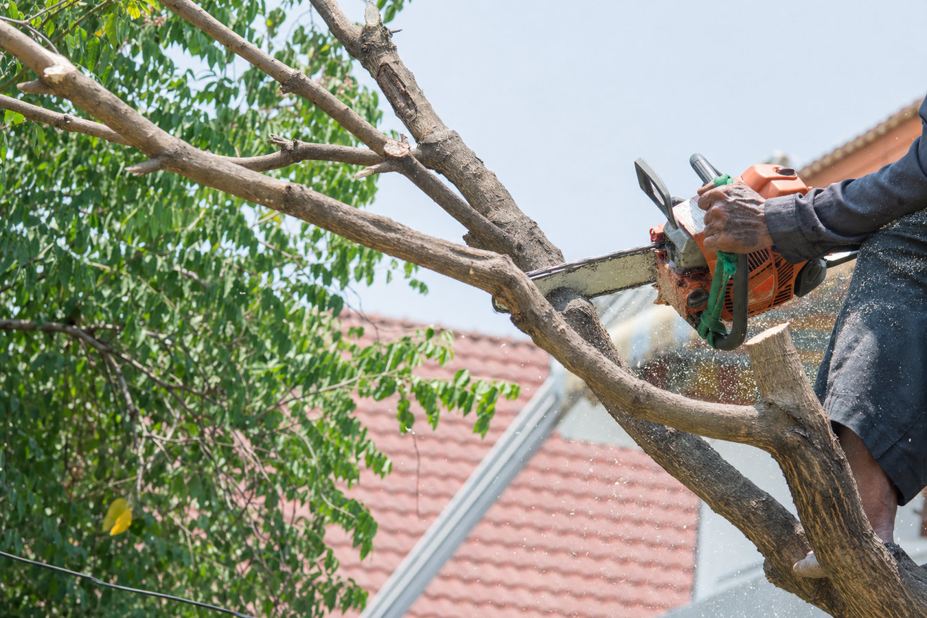 Tree trimming in Pacifica, CA